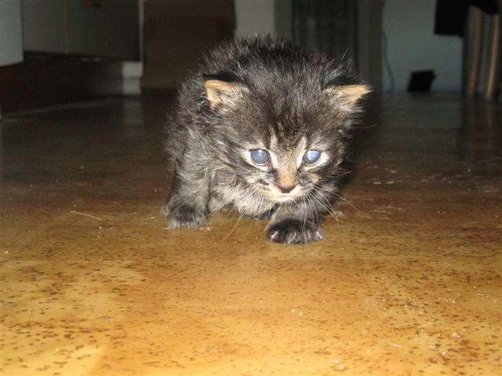 Blanding af racer Lille Miv billede 6