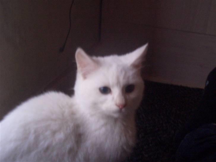 Blanding af racer Snebold - <3, billede 6