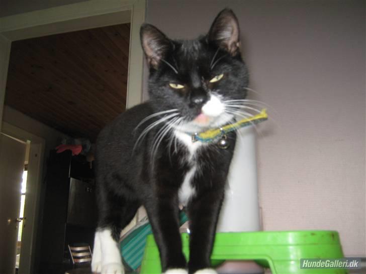 Blanding af racer Gucci - Gucci - En rigtig diva :) billede 1