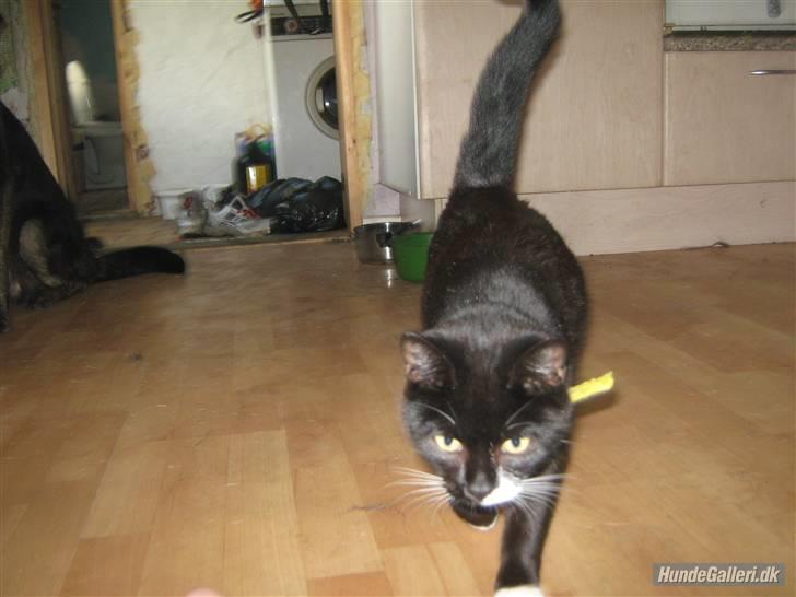 Blanding af racer Gucci - Lister sig afsted på tå :D billede 2