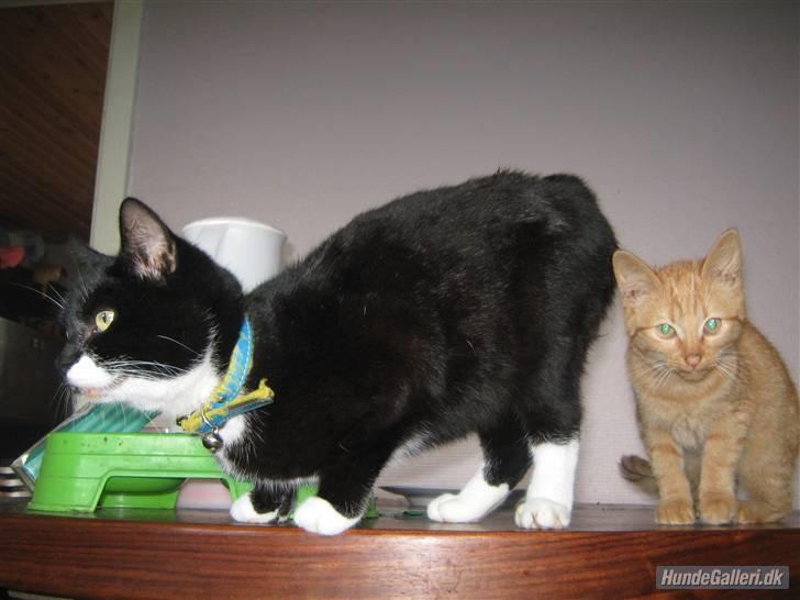 Blanding af racer Gucci - Kommer der nogen? billede 3