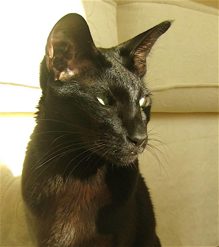 Orientaler Cato (André Thaie Bamboo) - okt.2008 billede 17