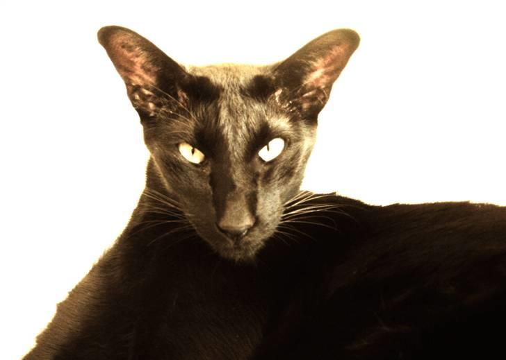 Orientaler Cato (André Thaie Bamboo) - okt. 2008 billede 18