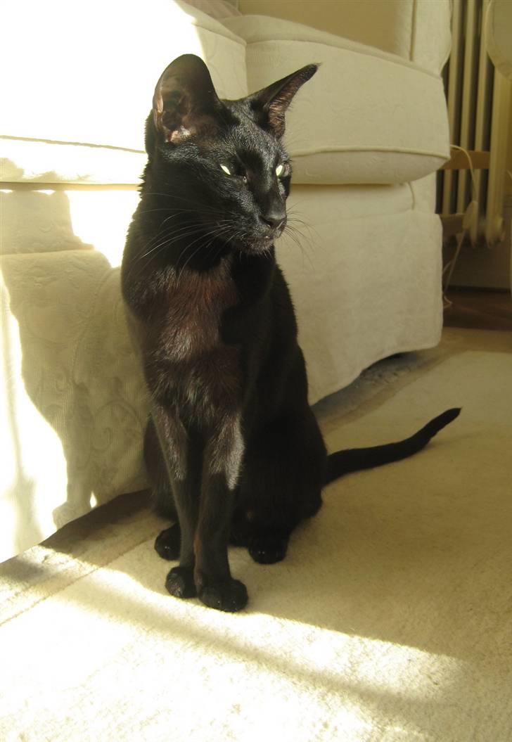 Orientaler Cato (André Thaie Bamboo) - okt. 2008 billede 19