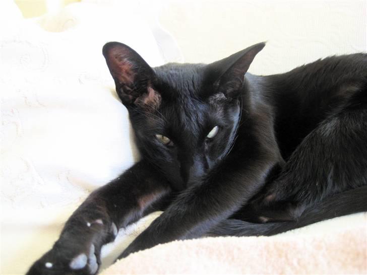 Orientaler Cato (André Thaie Bamboo) - okt. 2008 billede 20