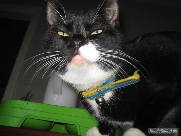 Blanding af racer Gucci - Jeg er smuk - Og jeg ved det  billede 4