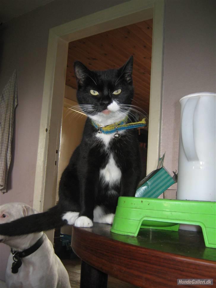 Blanding af racer Gucci - Jeg er lækker <3 billede 6