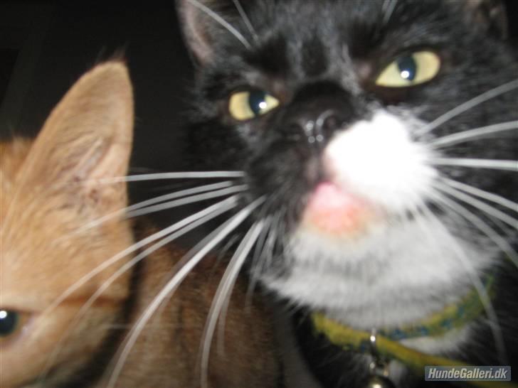 Blanding af racer Gucci - Mig og "Lusen" :) billede 7