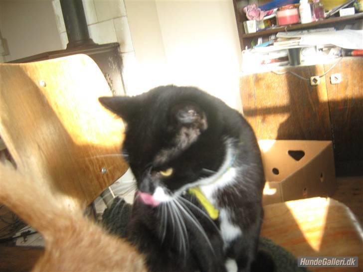 Blanding af racer Gucci - Hvor skal hun nu hen? billede 8