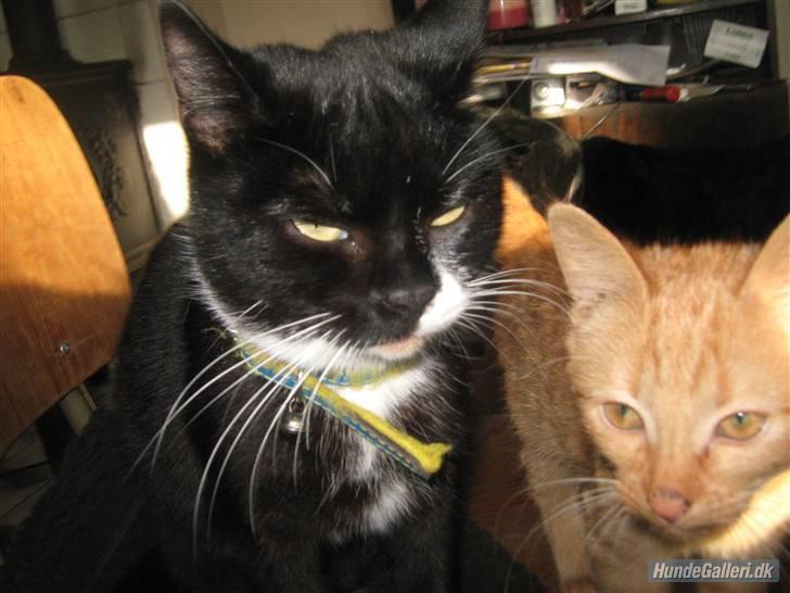 Blanding af racer Gucci - Vi er da søde. billede 9