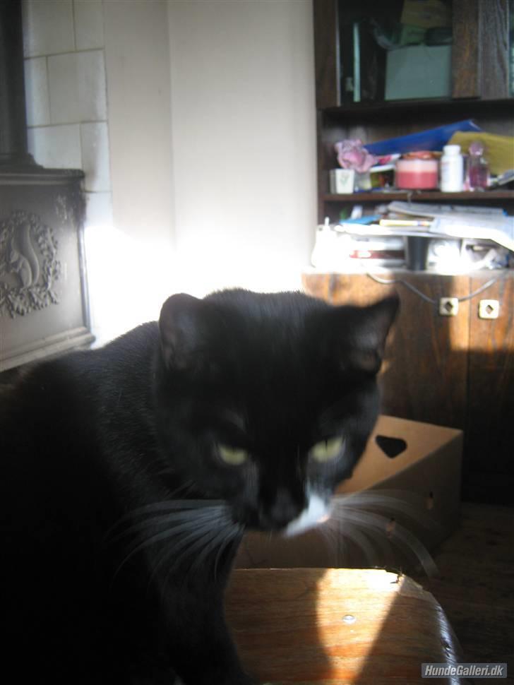 Blanding af racer Gucci - Lidt utydeligt billede 10