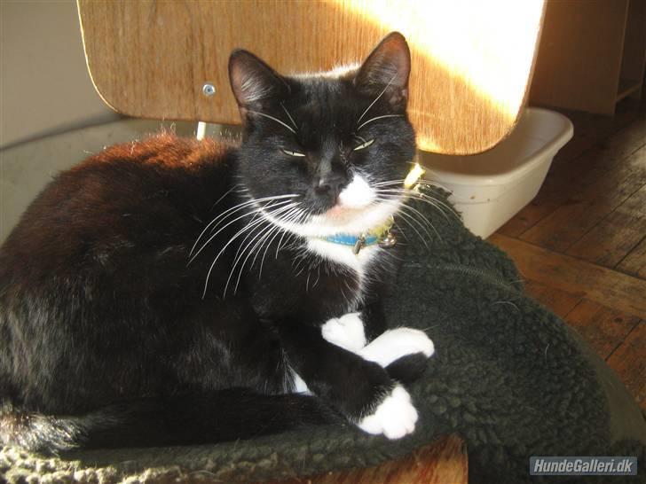 Blanding af racer Gucci - Fars jakke er dejlig blød og varm at ligge på billede 11