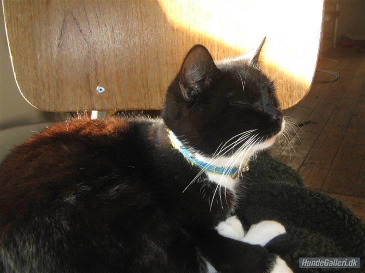 Blanding af racer Gucci - Jeg nyder at ligge ved solen billede 12