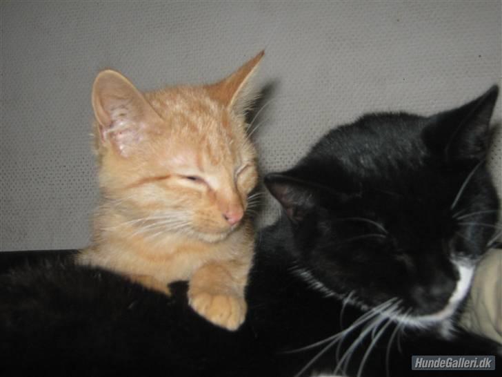 Blanding af racer Gucci - Hun skal da også altid hænge billede 13