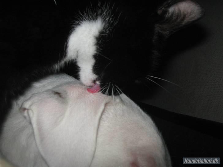 Blanding af racer Gucci - Checco skulle lige vaskes billede 14