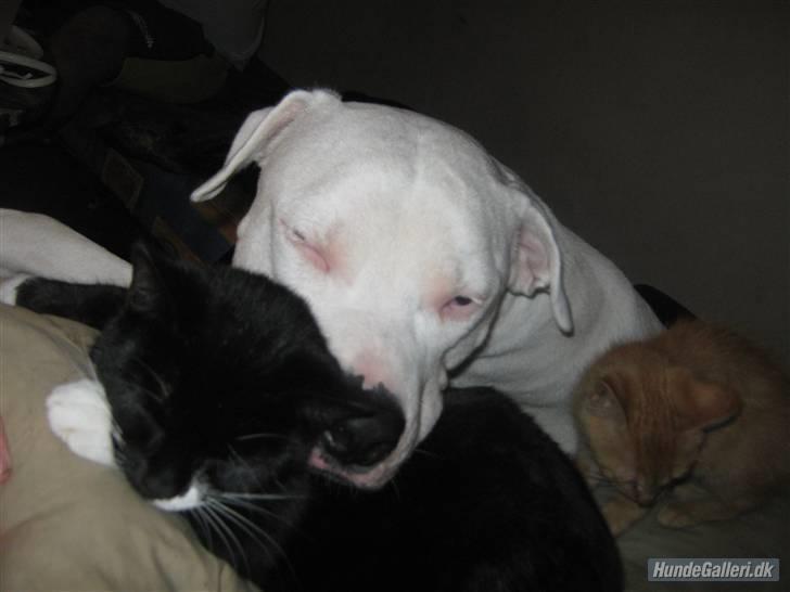 Blanding af racer Gucci - Jeg er åbenbart en dejlig hovedpude billede 15