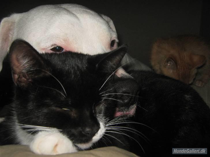 Blanding af racer Gucci - Igen som hovedpude  billede 16