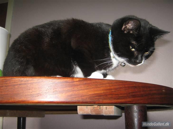 Blanding af racer Gucci - Jeg holder øje med om der kommer mus billede 17