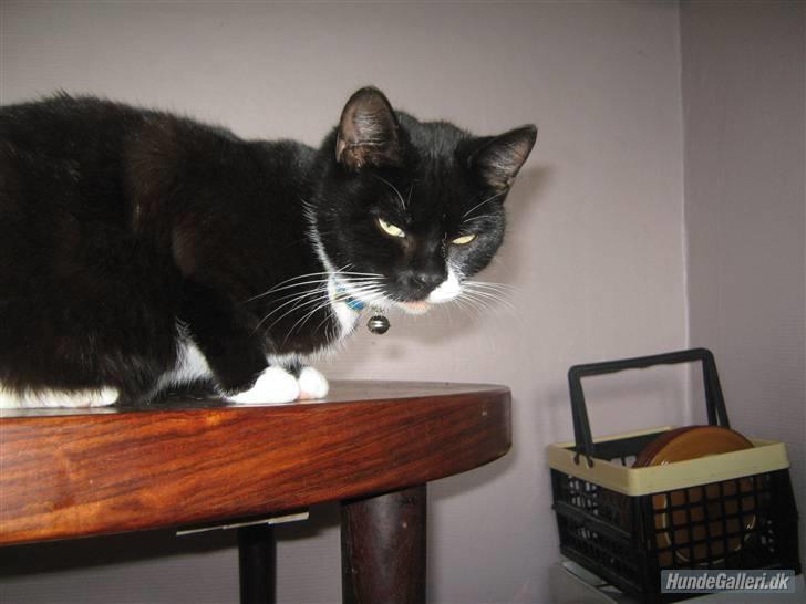 Blanding af racer Gucci - Jeg er lækker, og jeg ved det :) billede 18