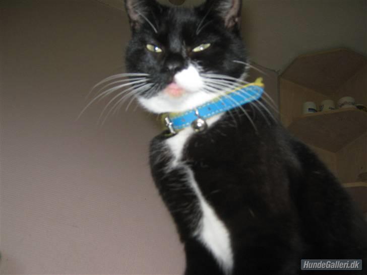 Blanding af racer Gucci - Jeg er en diva billede 19