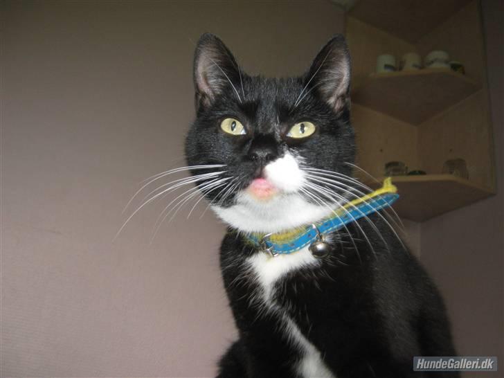 Blanding af racer Gucci - tak for kigget. Ligger du ikke en hilsen? billede 20