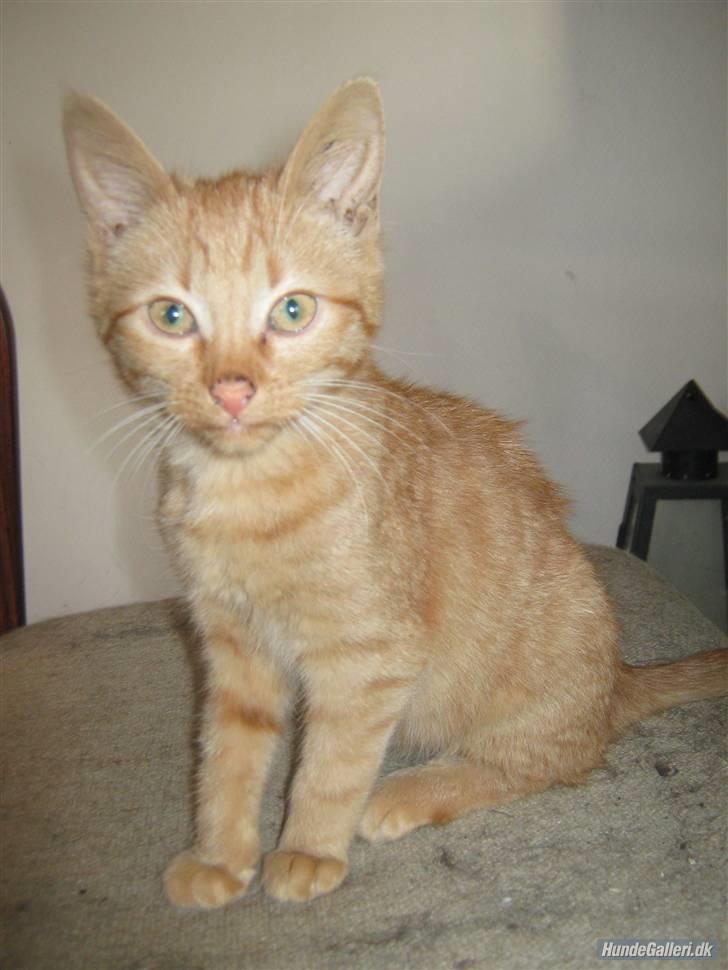 Blanding af racer Louis den anden *R.I.P* - Er jeg ikke flot? billede 1