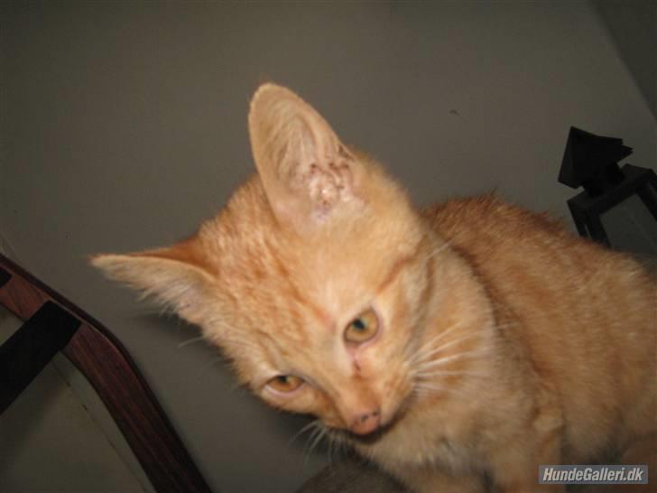 Blanding af racer Louis den anden *R.I.P* - Lusen billede 2