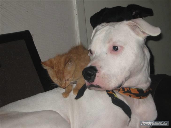 Blanding af racer Louis den anden *R.I.P* - Mig og en af mine bedste venner Checco billede 3