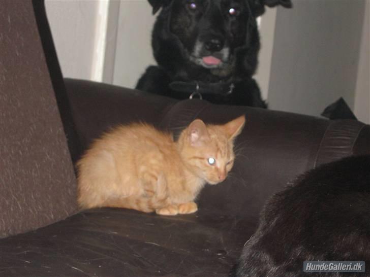 Blanding af racer Louis den anden *R.I.P* billede 4