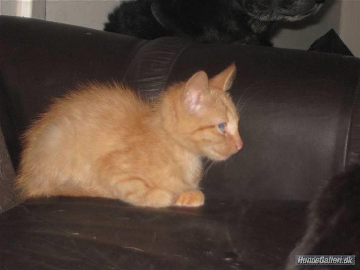 Blanding af racer Louis den anden *R.I.P* - Nøøøj, det for katte  billede 5