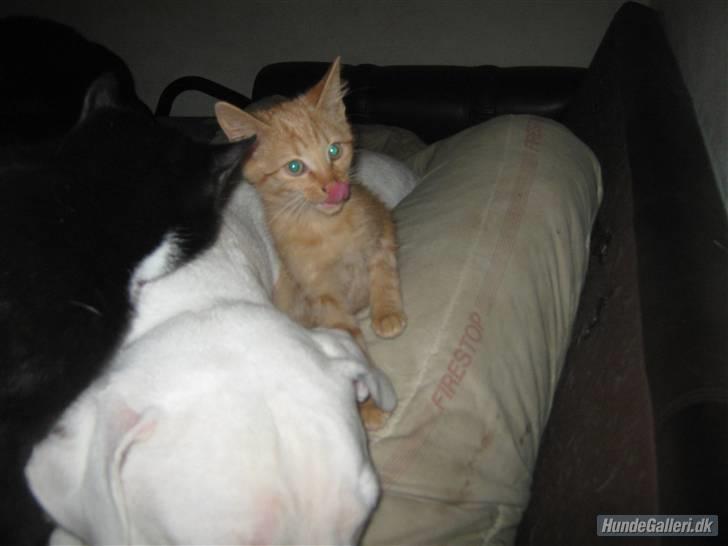 Blanding af racer Louis den anden *R.I.P* - Se min smukke tunge billede 6