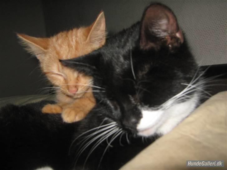 Blanding af racer Louis den anden *R.I.P* - Min plejemor. Hun er så sød billede 7