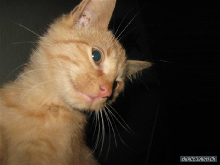 Blanding af racer Louis den anden *R.I.P* - Prinsessen det er mig billede 8