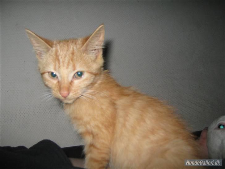 Blanding af racer Louis den anden *R.I.P* - Jeg er hot billede 9