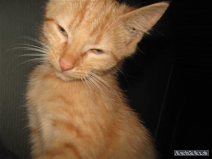 Blanding af racer Louis den anden *R.I.P* - Elsker at få taget billeder billede 10