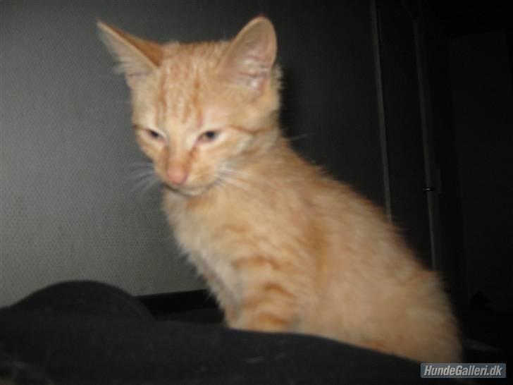 Blanding af racer Louis den anden *R.I.P* - Er jeg ikke flot? billede 11