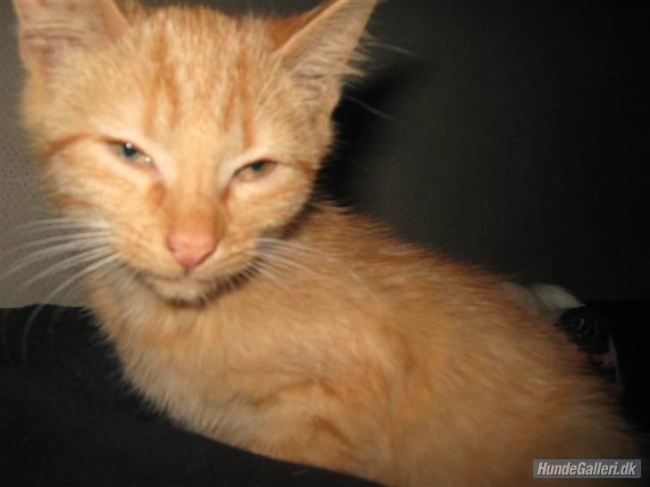 Blanding af racer Louis den anden *R.I.P* - Jeg er næste måneds forside kat :) billede 12