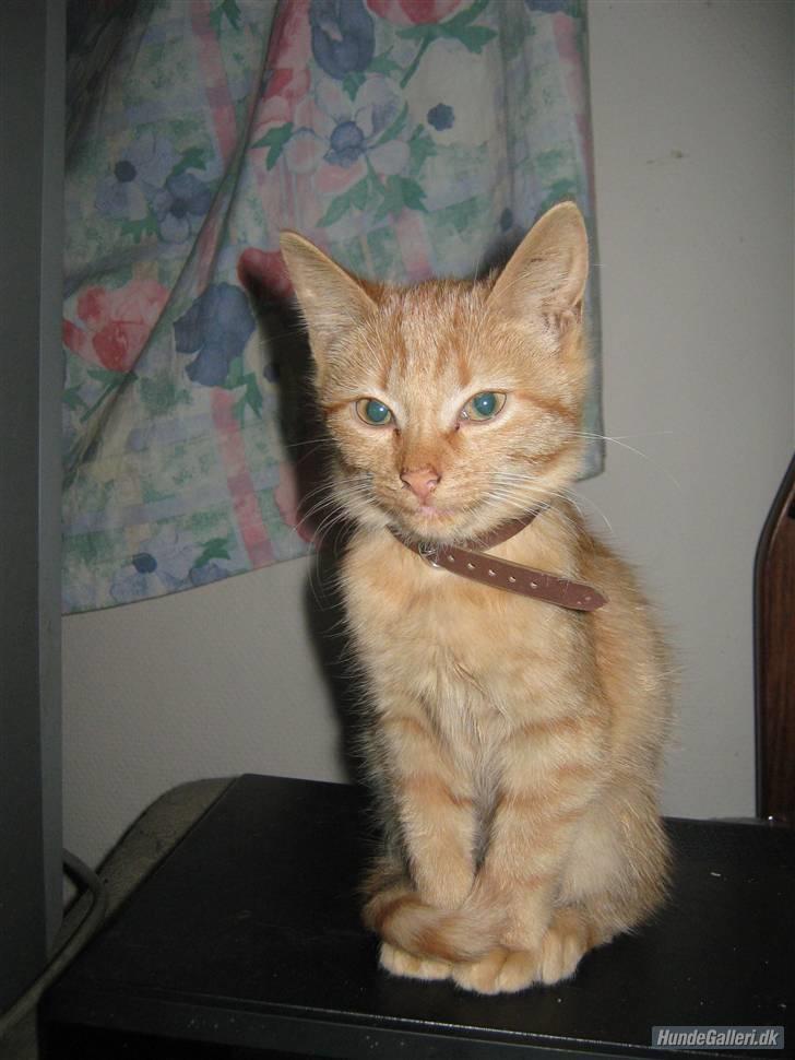 Blanding af racer Louis den anden *R.I.P* - Jeg elsker at stå model billede 13