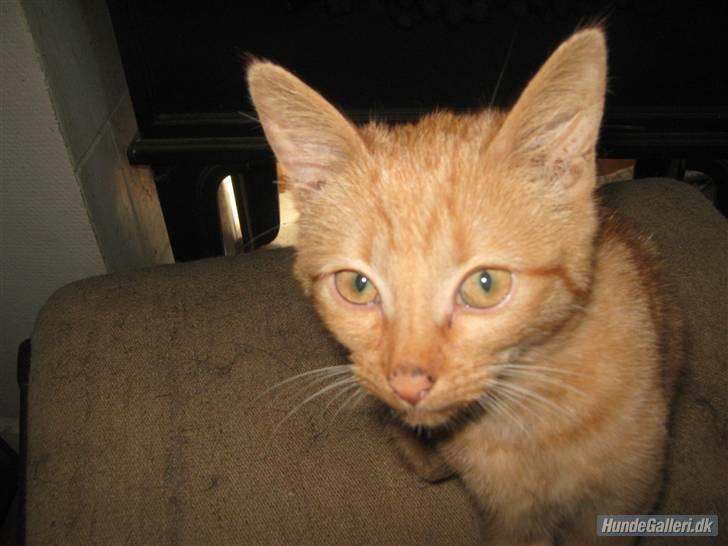 Blanding af racer Louis den anden *R.I.P* - Se mine kønne øjne billede 14