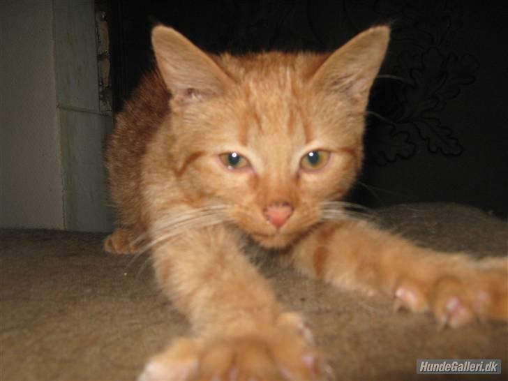 Blanding af racer Louis den anden *R.I.P* - Grr, jeg er en tigermis billede 15