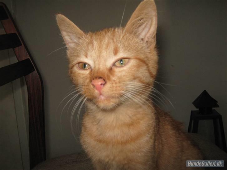 Blanding af racer Louis den anden *R.I.P* - Prinsessen det er mig billede 16