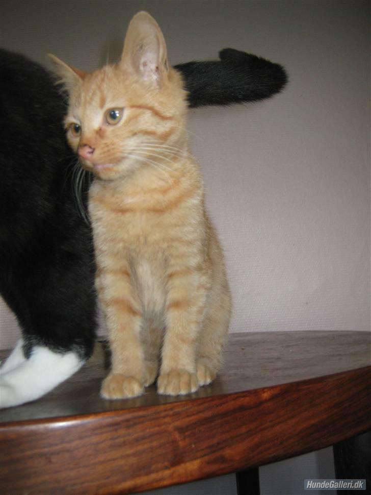 Blanding af racer Louis den anden *R.I.P* - Jeg ved jeg er lækker billede 17