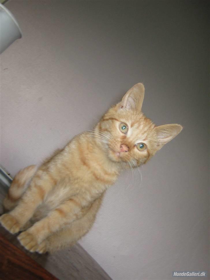 Blanding af racer Louis den anden *R.I.P* - Lad dog være med at vende kameraet på skrå mor. billede 18