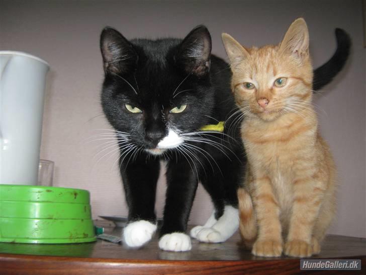 Blanding af racer Louis den anden *R.I.P* - Min plejemor. Og mig billede 19