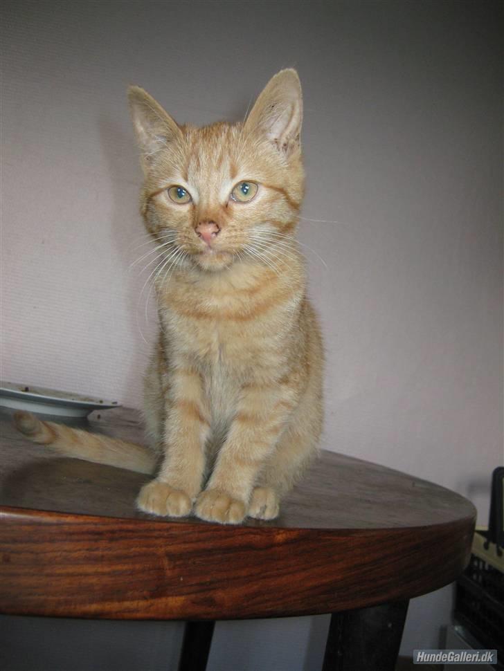 Blanding af racer Louis den anden *R.I.P* - tak for kigget. Ligger du ikke en hilsen? billede 20