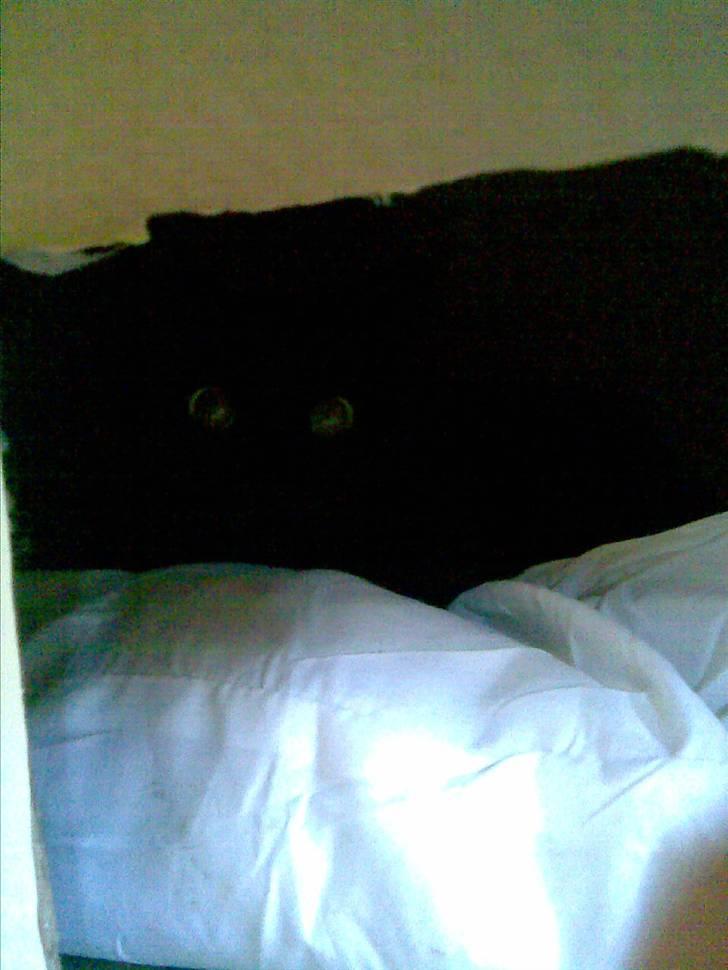 Huskat Malou - det er så skønt, så skønt! :) Har gemt mig i missebo... Det er det ´hus´ i kan se hos min søster Mini :) billede 10