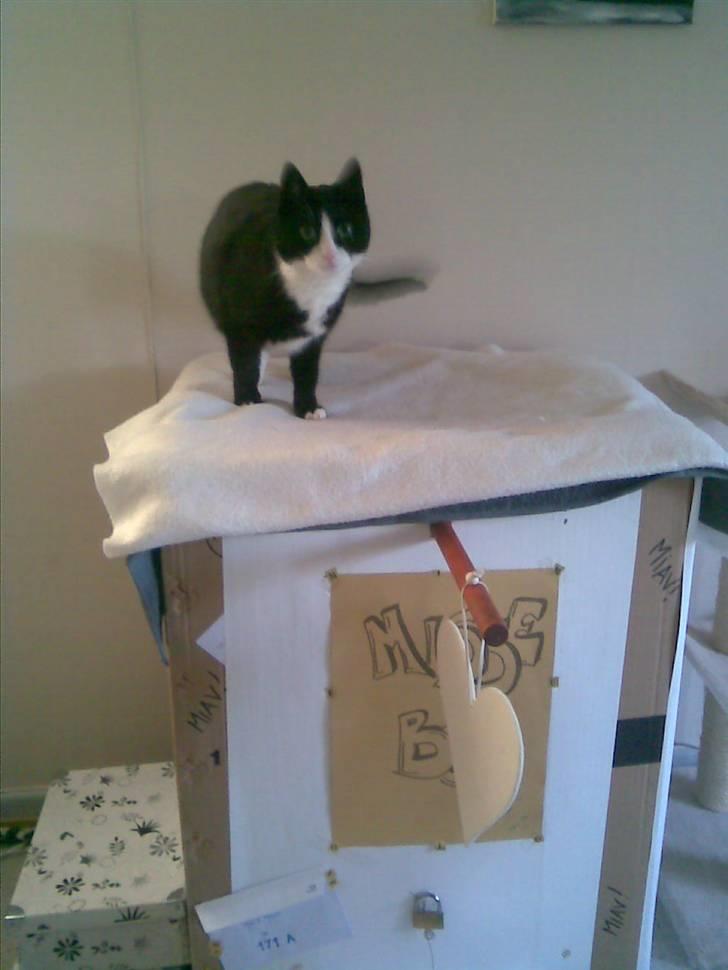 Huskat Mini - Mor og far har lavet et missebo til Malou og mig... Plejer at ligge indeni, men i dag har jeg byttet plads med brormand... Han gemmer sig indeni :) billede 9