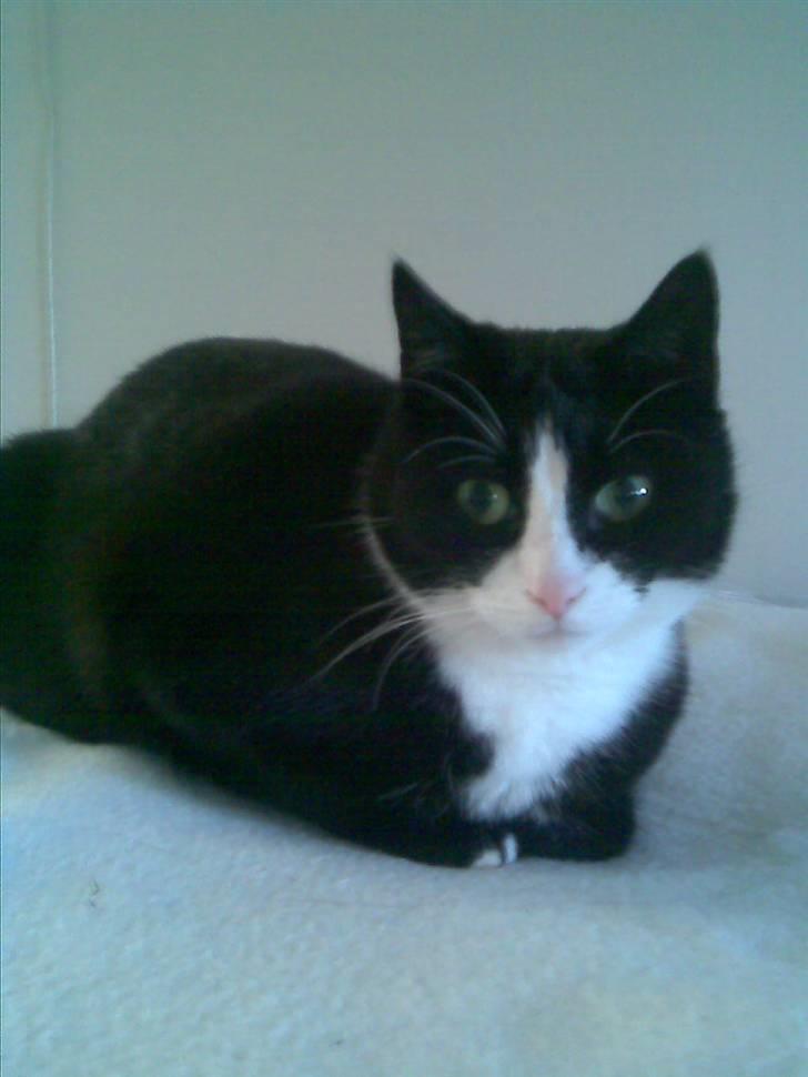 Huskat Mini - skønt, skønt! Har overblik, når jeg ligger på missebo :) billede 10