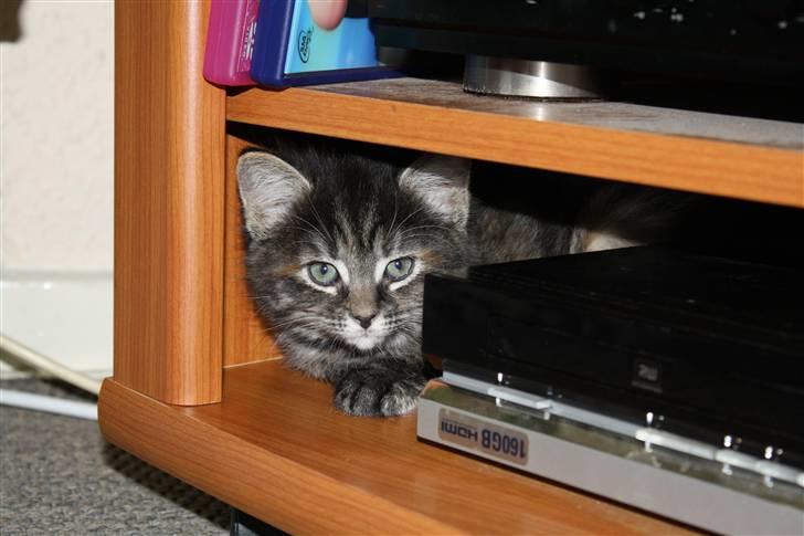 Blanding af racer Bella - Leger gemmeleg med far..han fandt mig øv billede 5