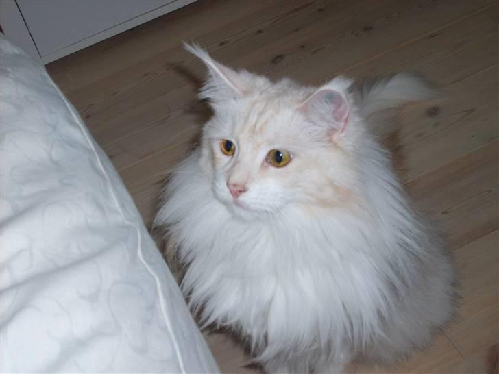 Maine Coon Nala " Prinsessen " billede 15